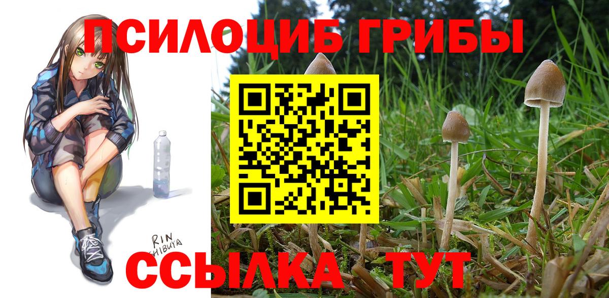 Псилоцибиновые грибы GOLDEN TEACHER Черняховск